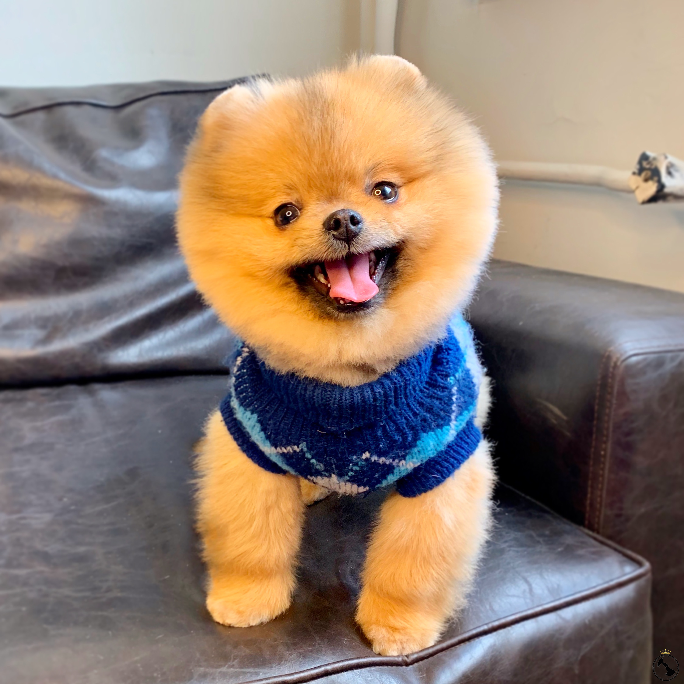 pomeranian boo teddy face